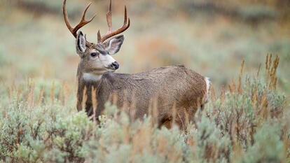 A mule buck in the wild