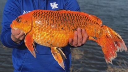 hands holding up a giant goldfish