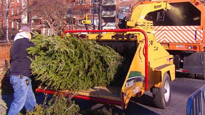 A man placing a Christmas tree - stump first - into a yellow wood chipper in a New York park. 