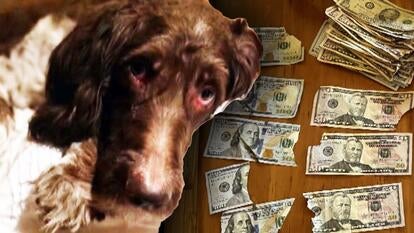 7-year-old Goldendoodle and cash he ate