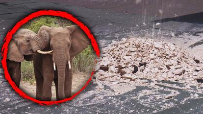 African elephants/Crushed ivory