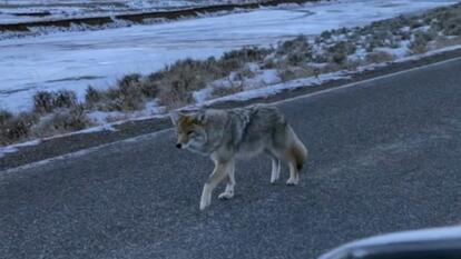 Coyote of Faking Leg Injury