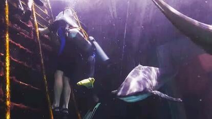 Walk with Sharks attraction