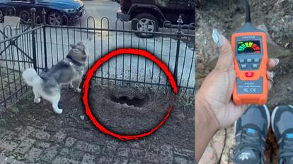 Hero Husky Digs Hole in Front Yard to Alert Pennsylvania Homeowner of Gas Leak 
