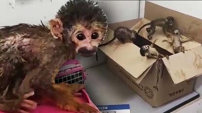 Five baby monkeys were found in a backpack in Chile.