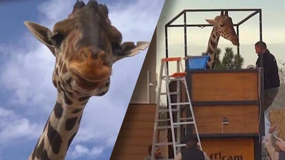 A 4-year-old giraffe named Benito has left Ciudad Juárez, Mexico, for the Africam Safari Park in Puebla.