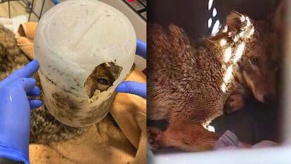 A young coyote is recovering after being trapped with a bucket on its head in San Diego, California.