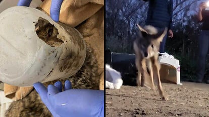 A coyote found with a bucket on his head was released into the wild by the San Diego Humane Society.