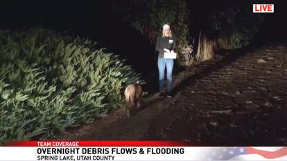 Utah reporter surprised by mountain lion. 