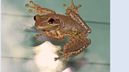 Cuban Tree Frog