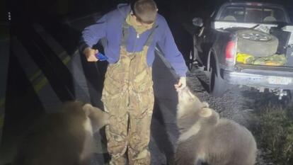 Two Alaskan Kodiak bear cubs were found roaming in Florida.