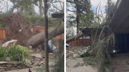 Tree Crashes Onto House During Storm