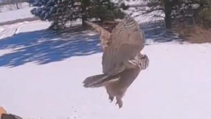 Injured Owl Tries to Outrun Wildlife Officials
