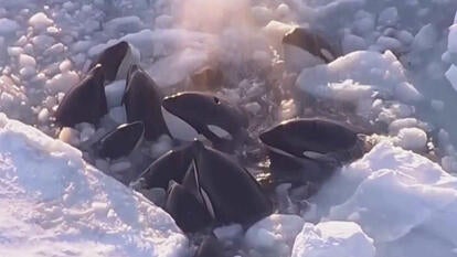 Pod of Killer Whales