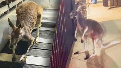A kangaroo named Hopper got loose in a Florida apartment complex.