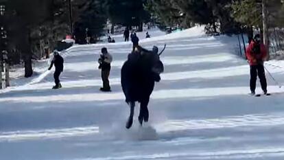 Moose Chases Skiers 