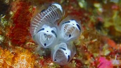 The skeleton panda sea squirt is a species that’s been newly-identified in Japan.