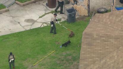 Man Mauled to Death by His Own Dogs