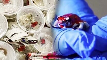 Poisonous frogs in containers/ Hands with gloves holding poisonous frog