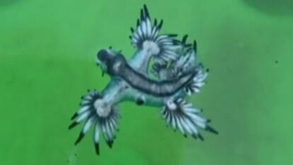 Sting From Cute Pokemon-Like Blue Dragons Can Kill You