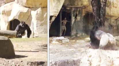 Zookeeper faces silverback gorilla