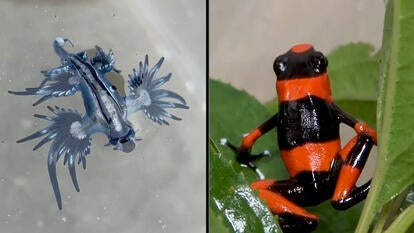 Incredibly Dangerous Little Things