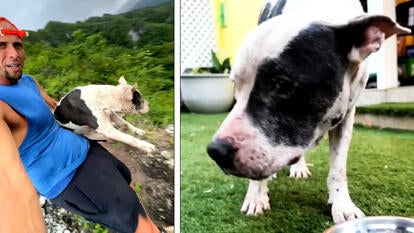 Hiker rescues lost dog