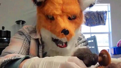 Person in a fox mask feeding a baby fox.