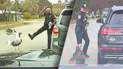 turkeys bother police officers