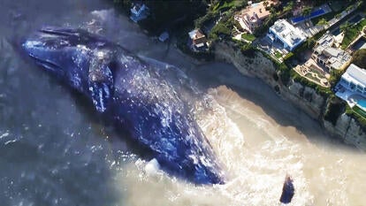 Officials are deciding how to move a 13,000 pound whale that beached in Malibu, California.