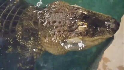 Albert the alligator.