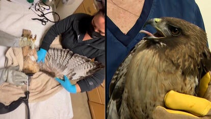 Red-Tailed Hawk Recovering From Gunshot Wound in California