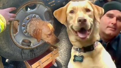 A dog name Daisy was cut out of a tire rim by firefighters using a plasma cutter.