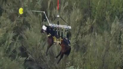 horse harnessed in air