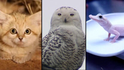 Sand Kittens, Zanzibar Leopards and Other Rare Animals Caught on Camera