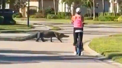 Cyclist Stops Riding to Let Alligator Cross the Road
