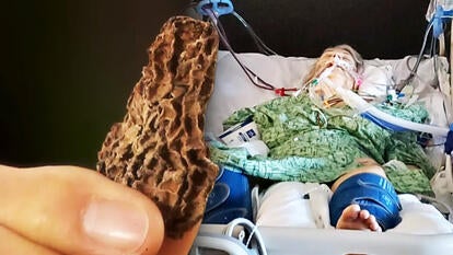 Morel mushroom/ Donna Ventura