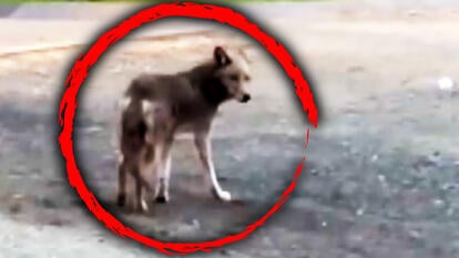 Coyote spotted in Central Park