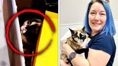 Gelena the cat/ Amazon employee who found Gelena