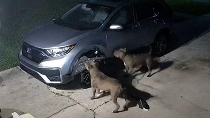 two gray pit bulls tugging at car with their teeth