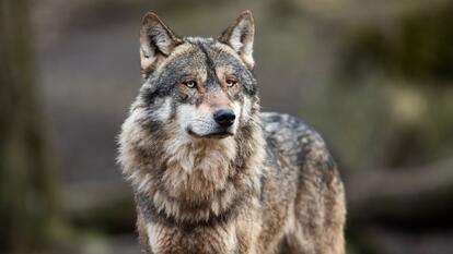 grey wolf