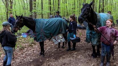 Horses Trapped in Mud Saved by 40 Rescuers 