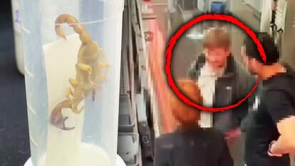 Scorpion in a tube, Man on surveillance video at airport