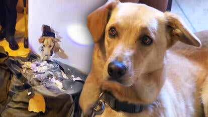 Faye the dog was trapped inside the wall of her family’s Orange County, California, home for hours until she was rescued by firefighters.