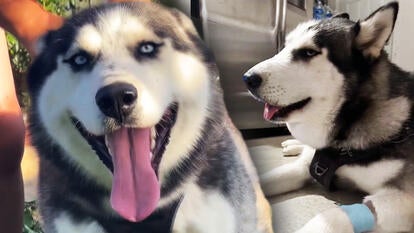 Smiling dog, Dog reacting to snake bite