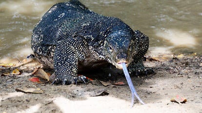 Asian Water Monitor