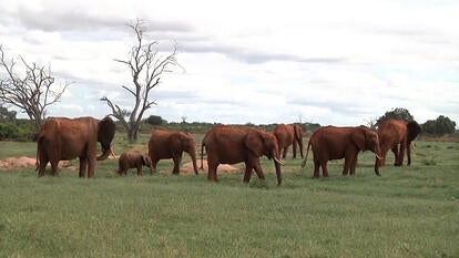 New research says elephant speech includes individual names to get each other’s attention.