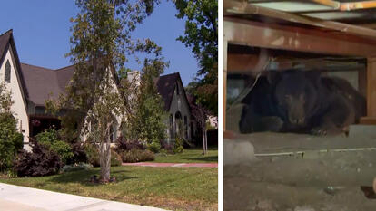 Bear Hiding in Crawl Space