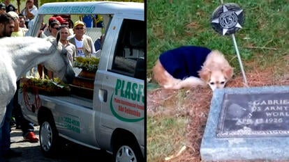 Animals Who Mourned Their Humans