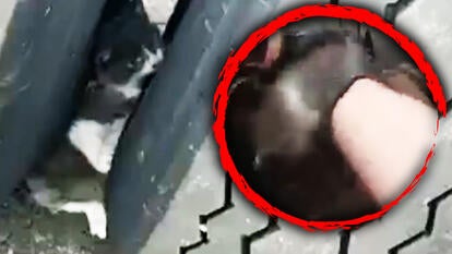 A kitten caught between two semi truck tires was rescued by the Ohio State Highway Patrol.